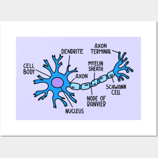 Hand Drawn Neuron Diagram Posters and Art